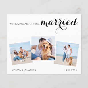 Colagem de Fotos de Casamento de Cachorro Salvar a