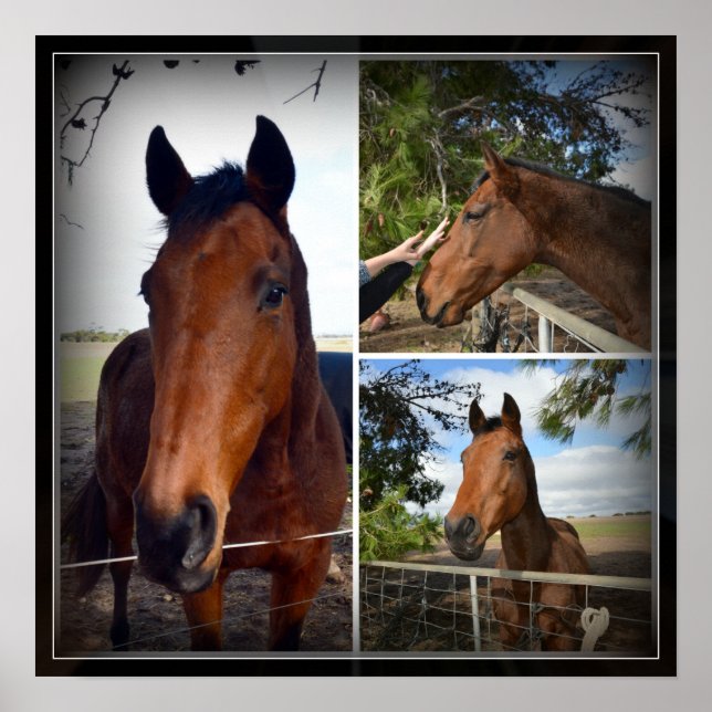 Colagem de Fotos de Cavalo Marrom, Poster (Frente)