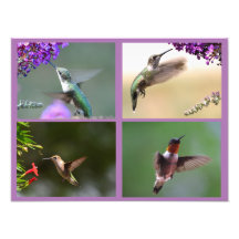 Colagem de Fotos de Hummingbird