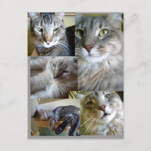 Colagem de gatos Cartão postal ...