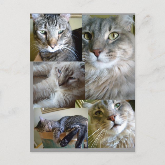 Colagem de gatos Cartão postal ... (Frente)