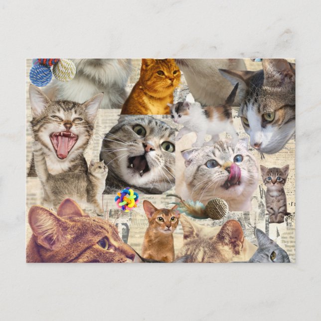 Colagem de Gatos no Cartão Postal (Frente)