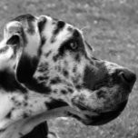 COLAR BANHADO A PRATA GREAT DANE<br><div class="desc">Uma bela design branca e negra de um grande cão dinamarquês. Inglaterra Reino Unido.</div>