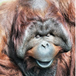 COLAR BANHADO A PRATA ORANGUTANOS<br><div class="desc">Um design fotográfico de um belo orangotango macho.</div>