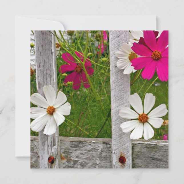 Coleção Cosmos (Frente)