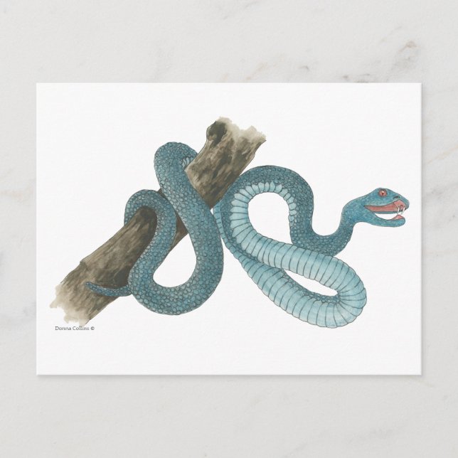 Coleção de cartão postal de cobra australiana (Frente)