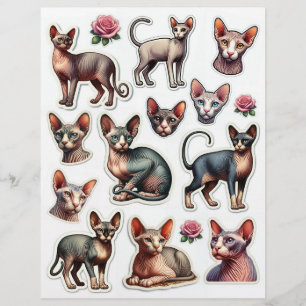 Coleção de Ilustrações de Gatos Sem Cabelo