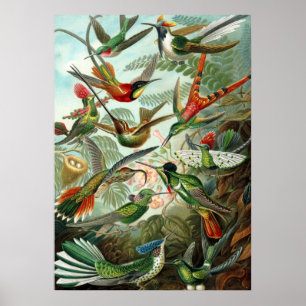 Colibri do Trochilidae de Ernst Haeckel do poster