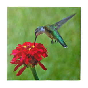 Colibri e azulejos vermelhos do Zinnia