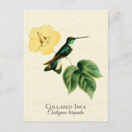 Colibri Inca Colarido Cartão Postal de Arte