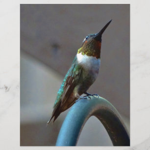 Colibri pequeno do rubi verde