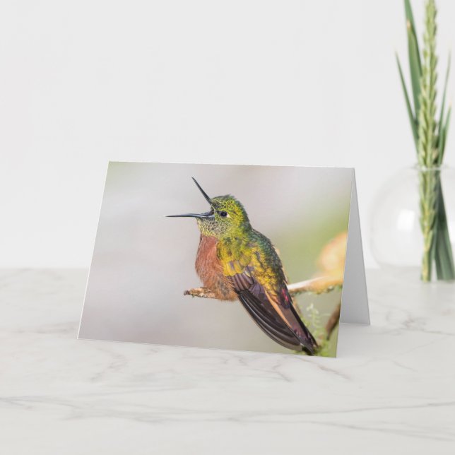 Colibri que fala o cartão vazio (Frente)