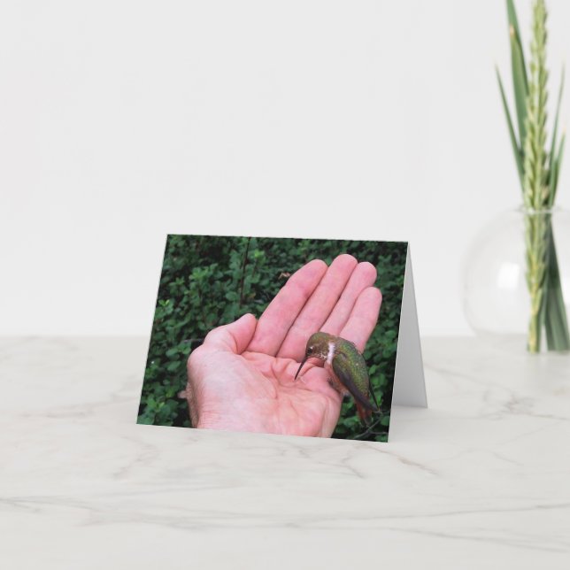 Colibri Rufous/Allen • Joe Sweeney - cartão (Frente)