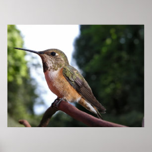 Colibri Rufous fêmea - impressões das belas arte