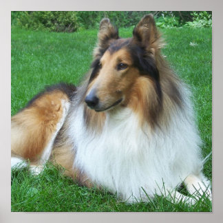 Collie na Poster de Grass