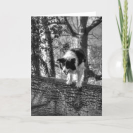 Collie no bosque Cartão de Aniversário