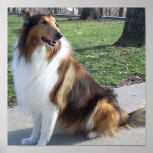 Collie Poster