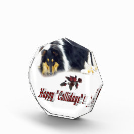 Collie Tri Color Natal