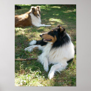 Collies No Resto - Poster