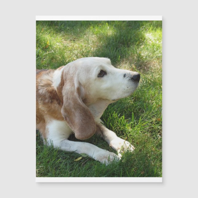 colocação do besouro.png (Frente)