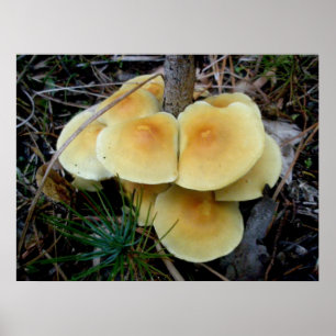 Colônia de Mushroom Amarelo Laranja Poster