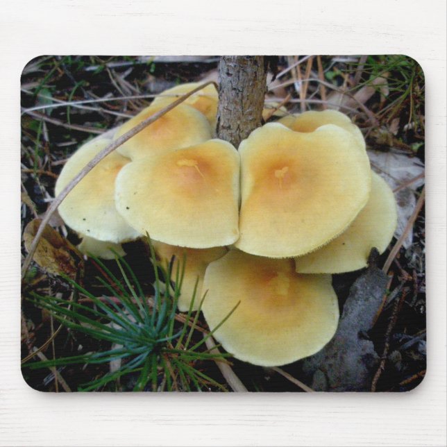 Colônia de Mushroom Amarelo OBX Mousepad (Frente)