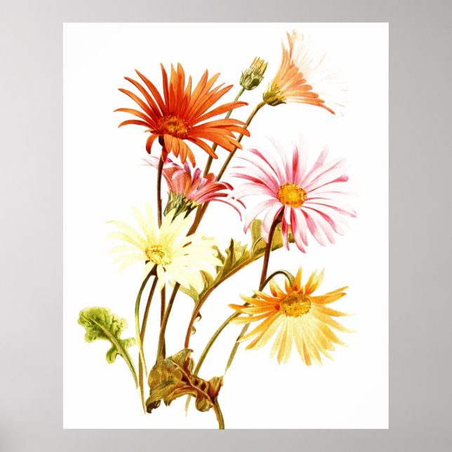Colorida Gerbera Daisy Wallart Poster (Frente)