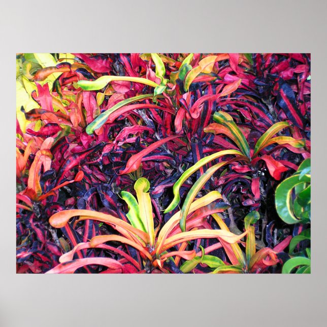 Colorida Ivy - Poster (Frente)