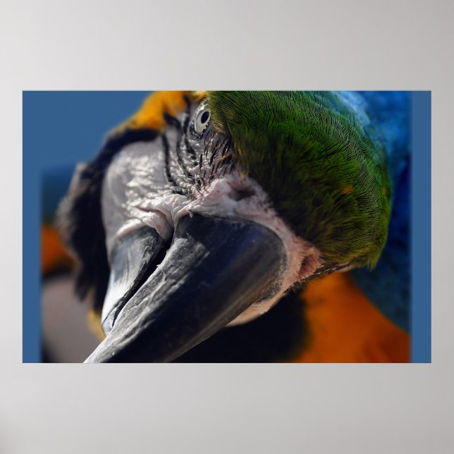Colorida Papagaio Macaw Poster (Frente)