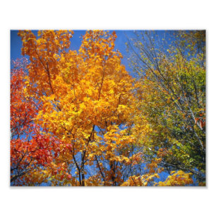 Colorir Autumn Treetops Nature Landscape Foto