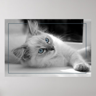 Coloured eyes, ragdoll kitten poster