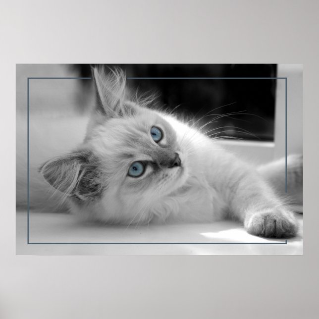 Coloured eyes, ragdoll kitten poster (Frente)
