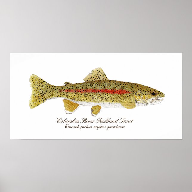 Columbia River Redband Trout Art Poster (Frente)
