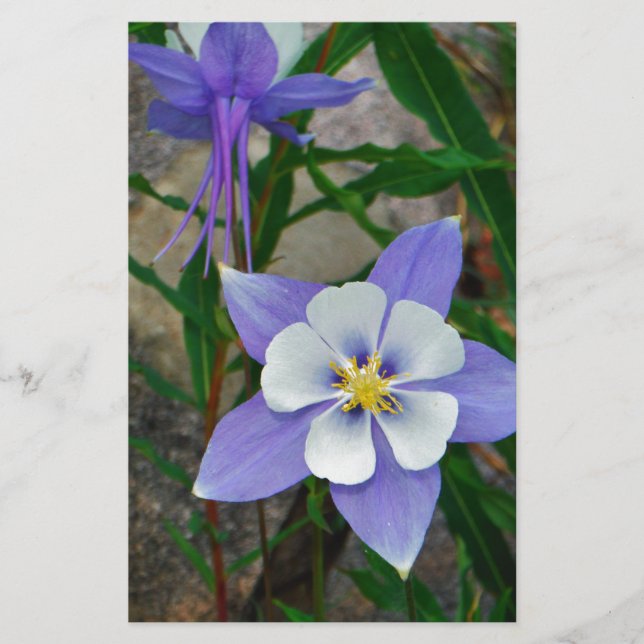 Columbina azul (Frente)