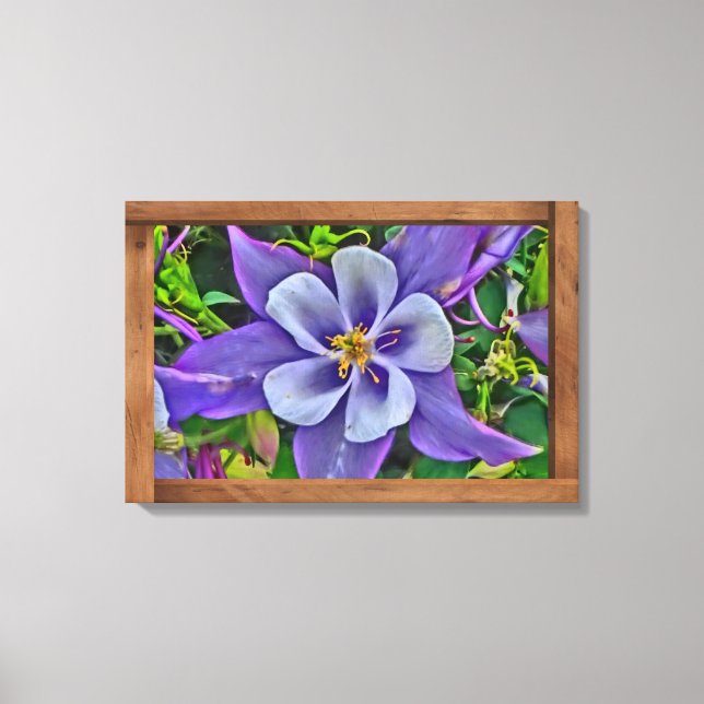 Columbine Columbine Colorado, canvas de flores (Frente)