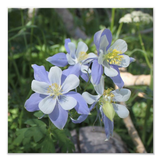 Columbine Foto Alargamento (Frente)