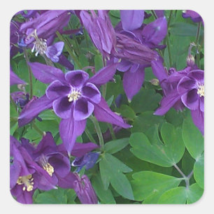 Columbines roxo - etiqueta quadrada