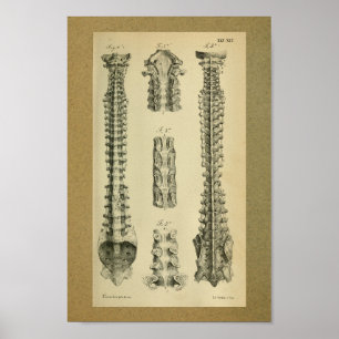 Coluna Espinal Impressão de Anatomia 1850 Vintage