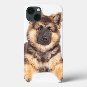 Combinação de German shepherd de Collie de Borda