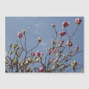 Combustíveis de Magnolia Rosa