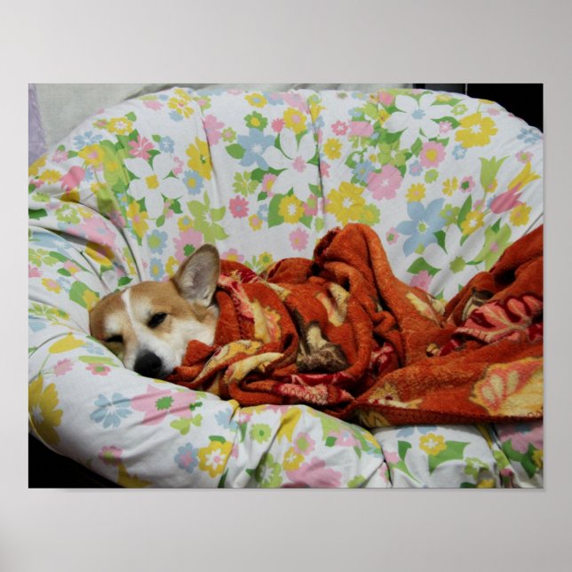 Comfy Corgi Poster (Frente)
