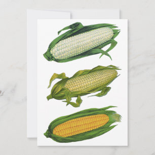 Comida Antiga Legumes Saudáveis, Milho Fresco na E