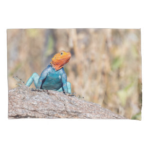 Common Agama
