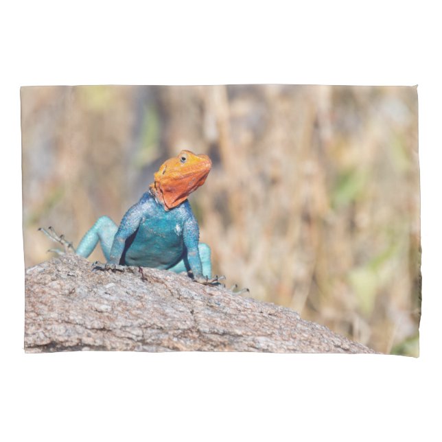 Common Agama (Frente)