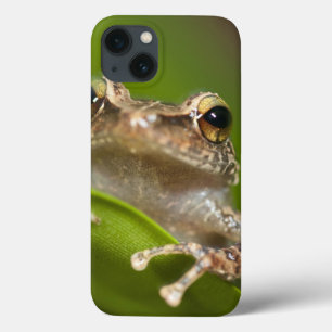 Common coqui, Eleutherodactylus coqui