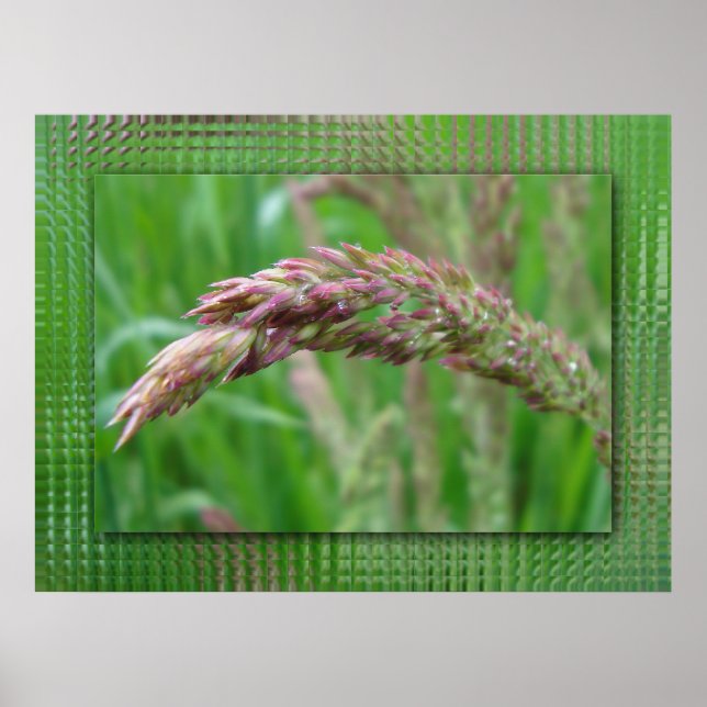 Como a grama cresce Impressão (Frente)