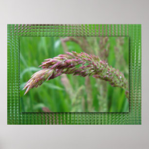 Como a grama cresce o impressão