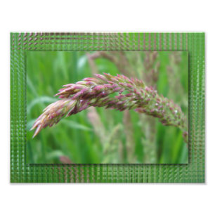 Como a grama cresce o Impressão de fotos