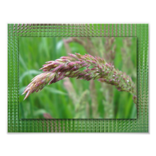 Como a grama cresce o Impressão de fotos (Frente)