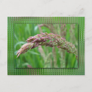 Como cresce o cartão postal